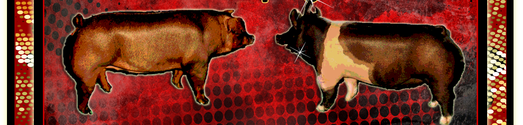 Tres Amigos Show Pigs